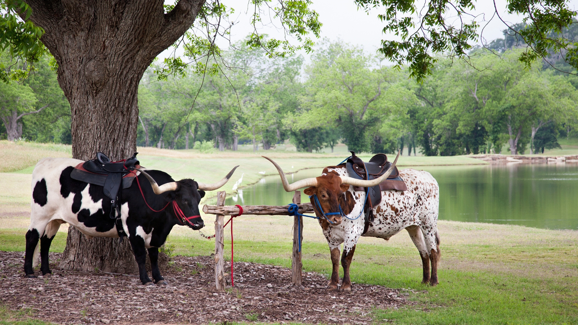 longhorns
